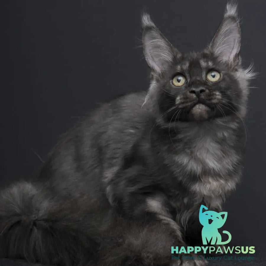 Nevada Maine Coon female black silver - live animals