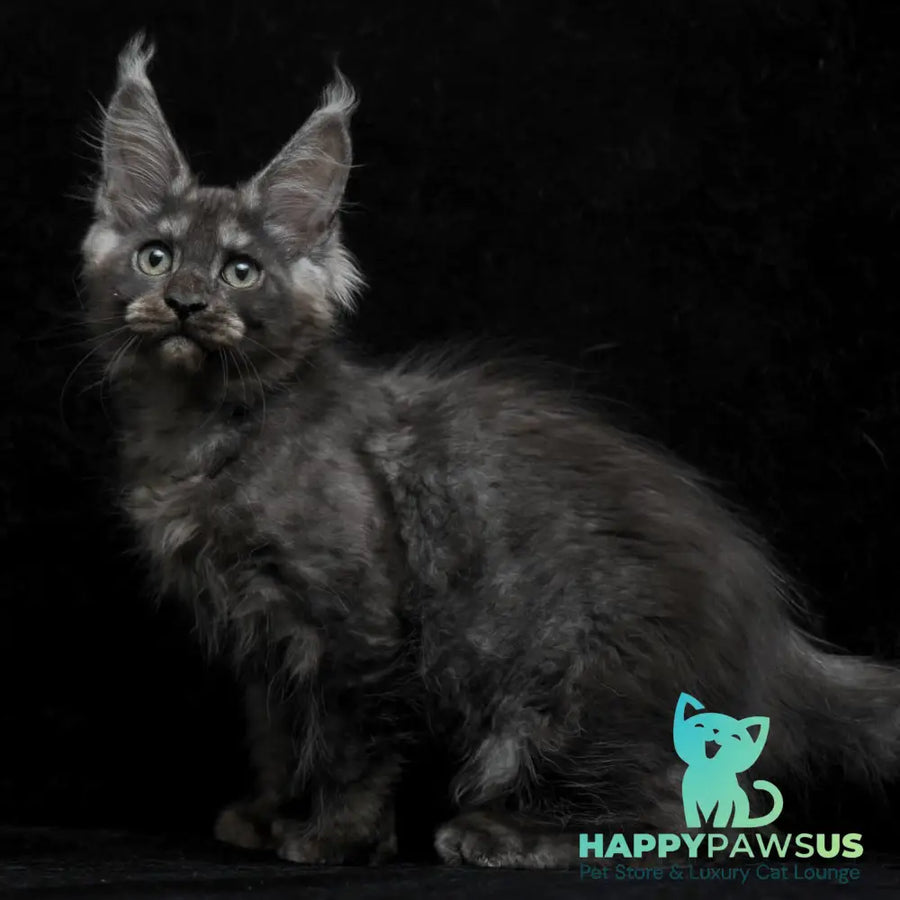 Nevada Maine Coon female black silver - live animals