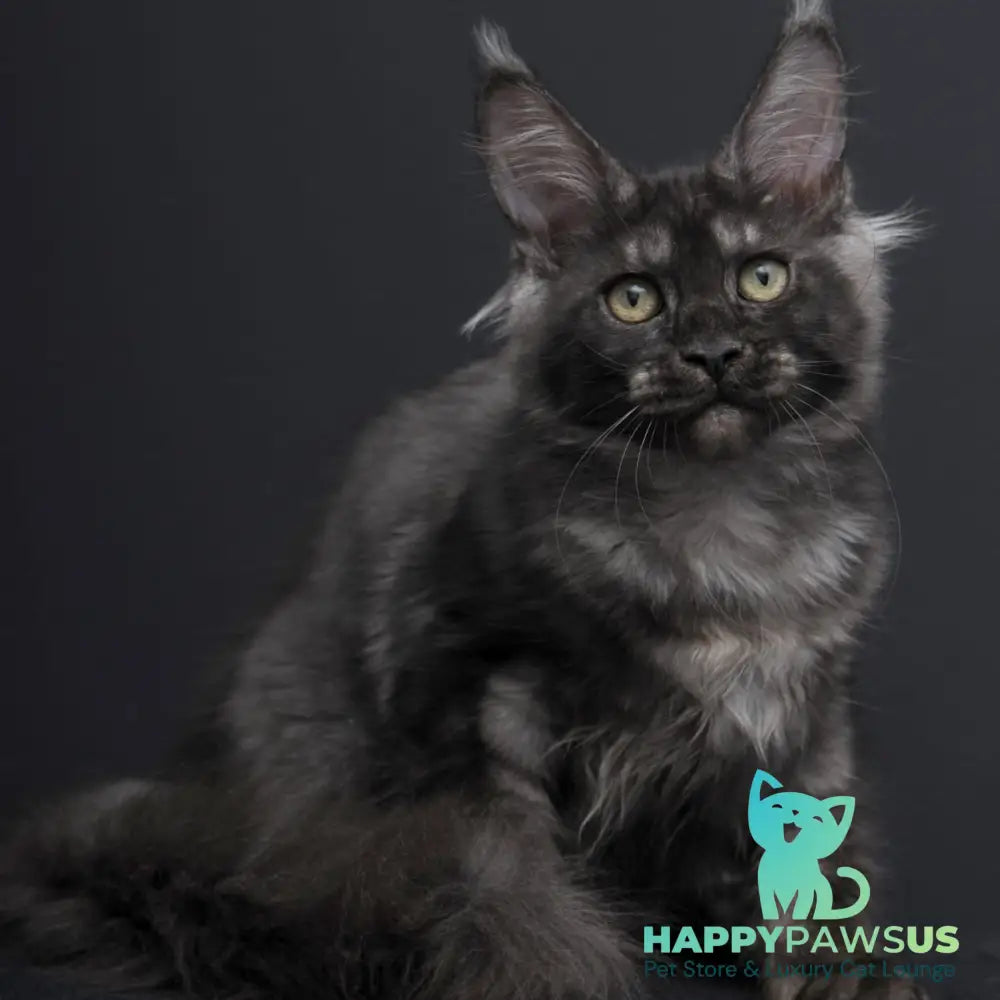 Nevada Maine Coon female black silver - live animals