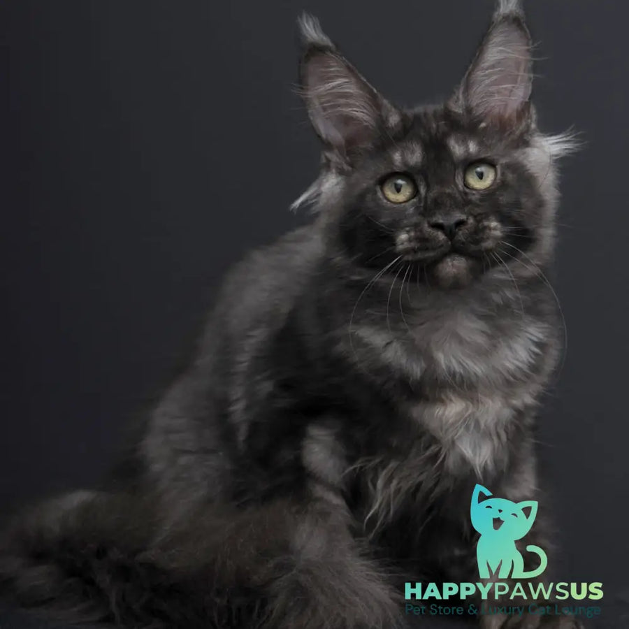 Nevada Maine Coon female black silver - live animals