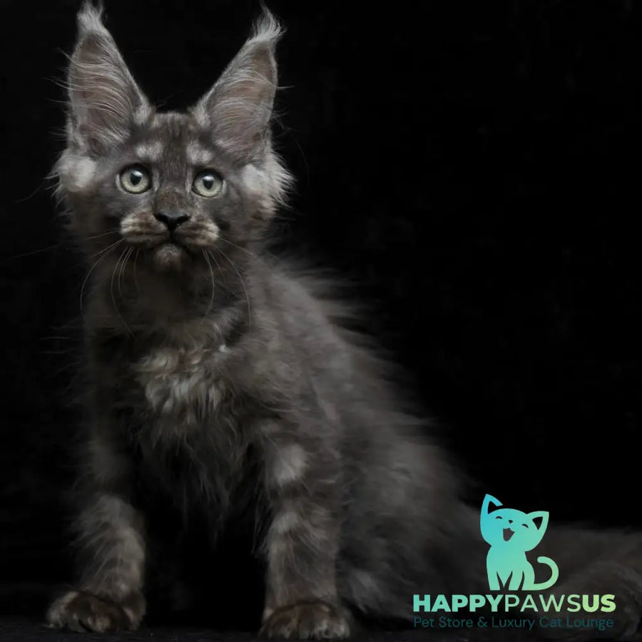 Nevada Maine Coon female black silver - live animals