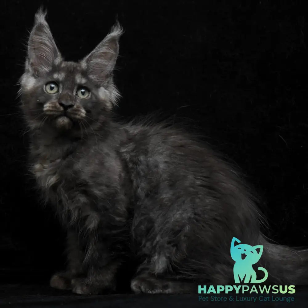 Nevada Maine Coon female black silver - live animals