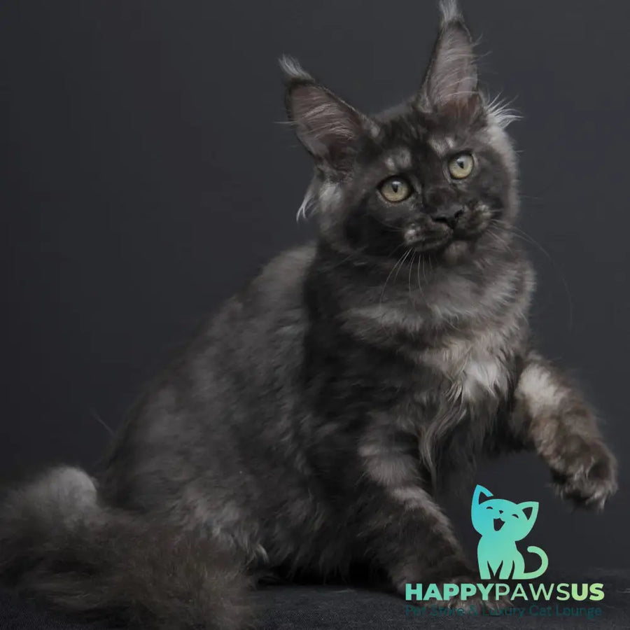 Nevada Maine Coon female black silver - live animals