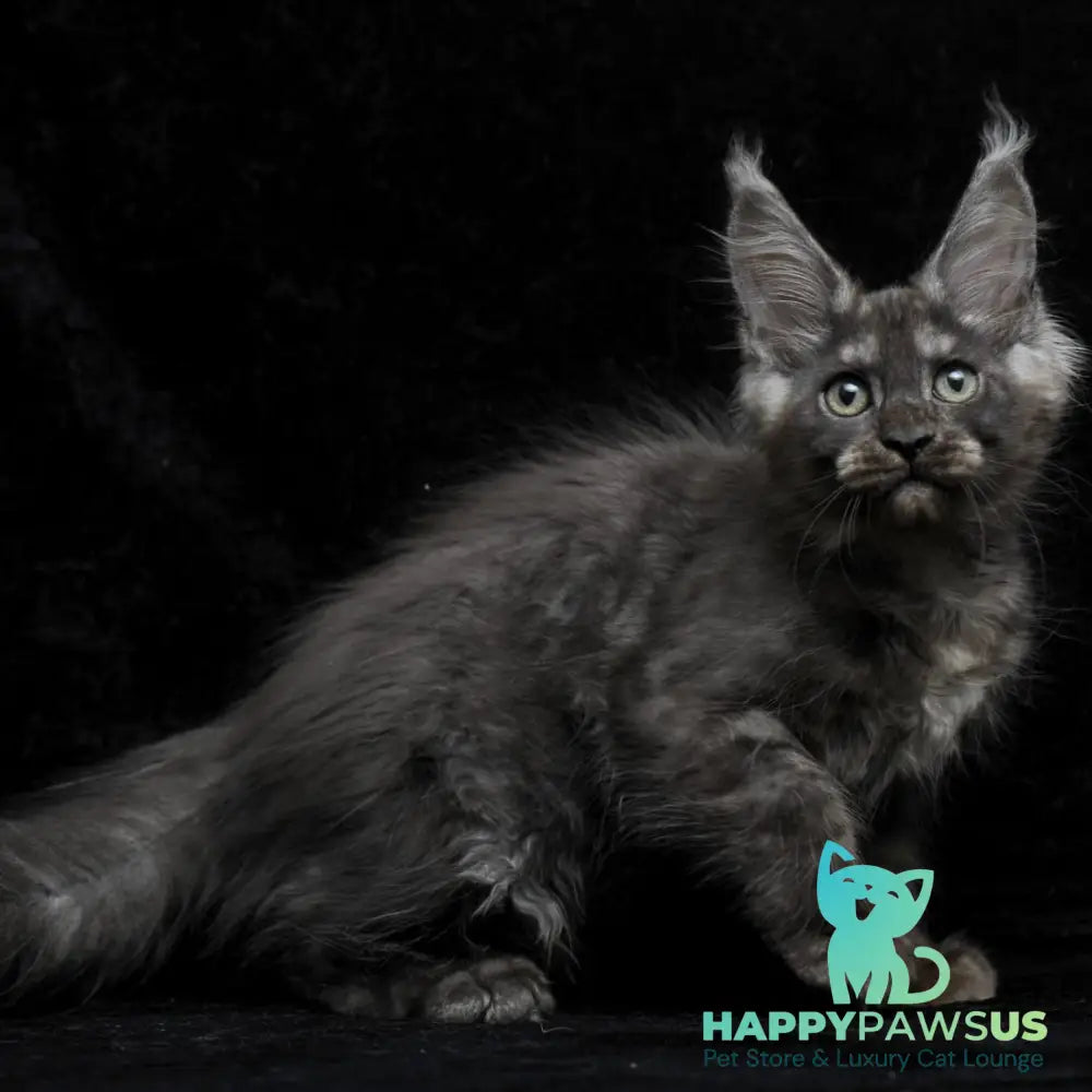 Nevada Maine Coon female black silver - live animals