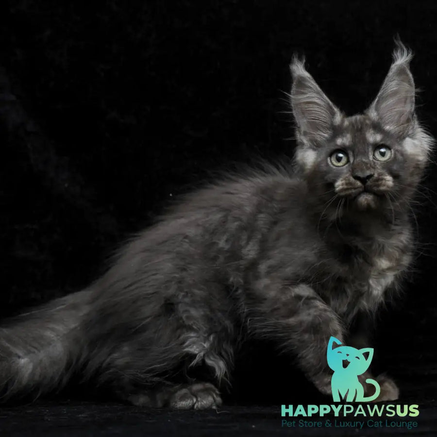 Nevada Maine Coon female black silver - live animals