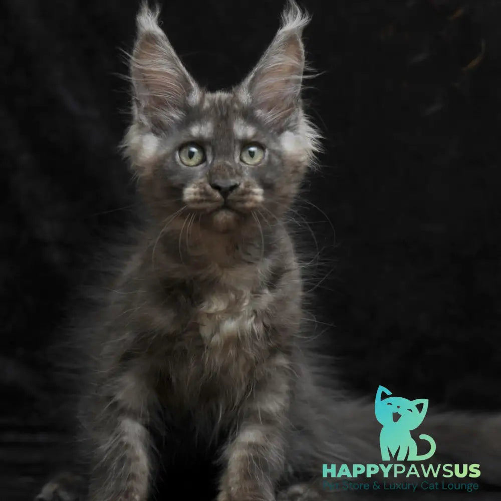 Nevada Maine Coon female black silver - live animals