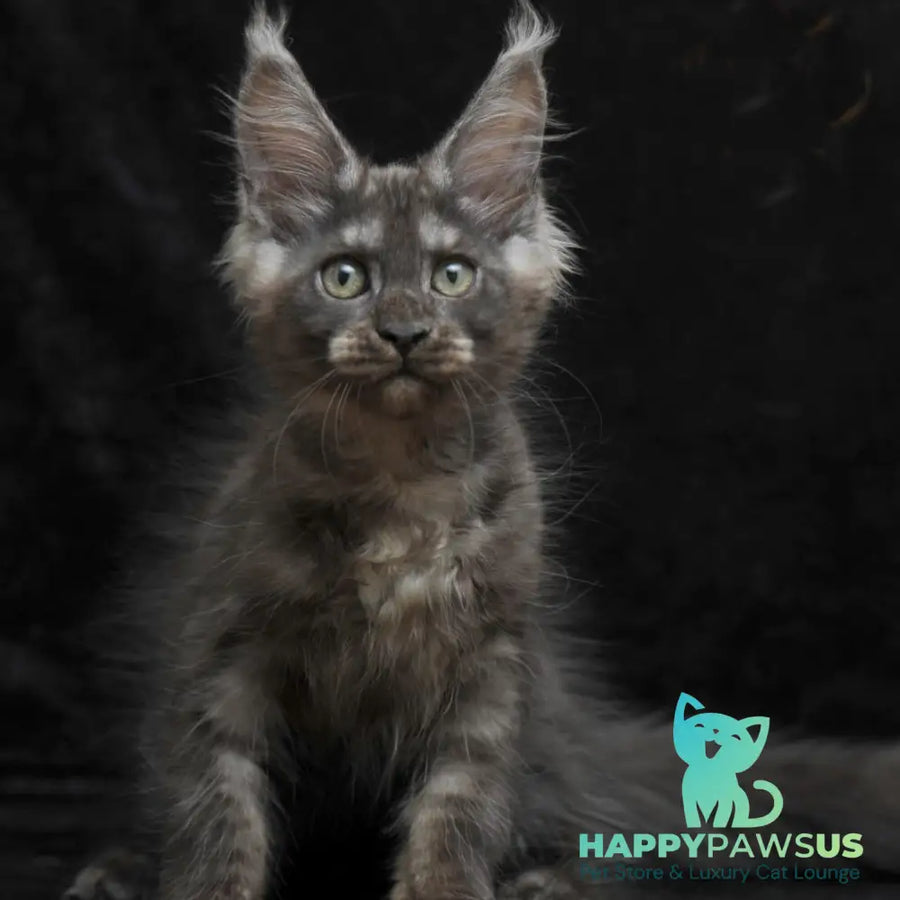Nevada Maine Coon female black silver - live animals