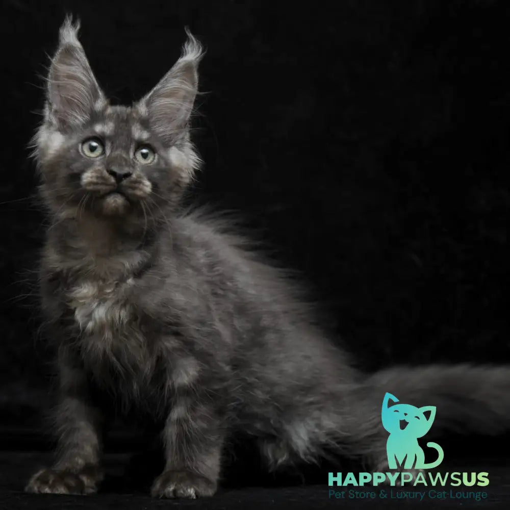 Nevada Maine Coon female black silver - live animals