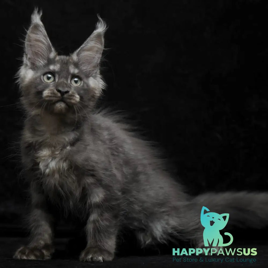 Nevada Maine Coon female black silver - live animals