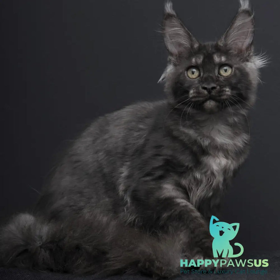Nevada Maine Coon female black silver - live animals