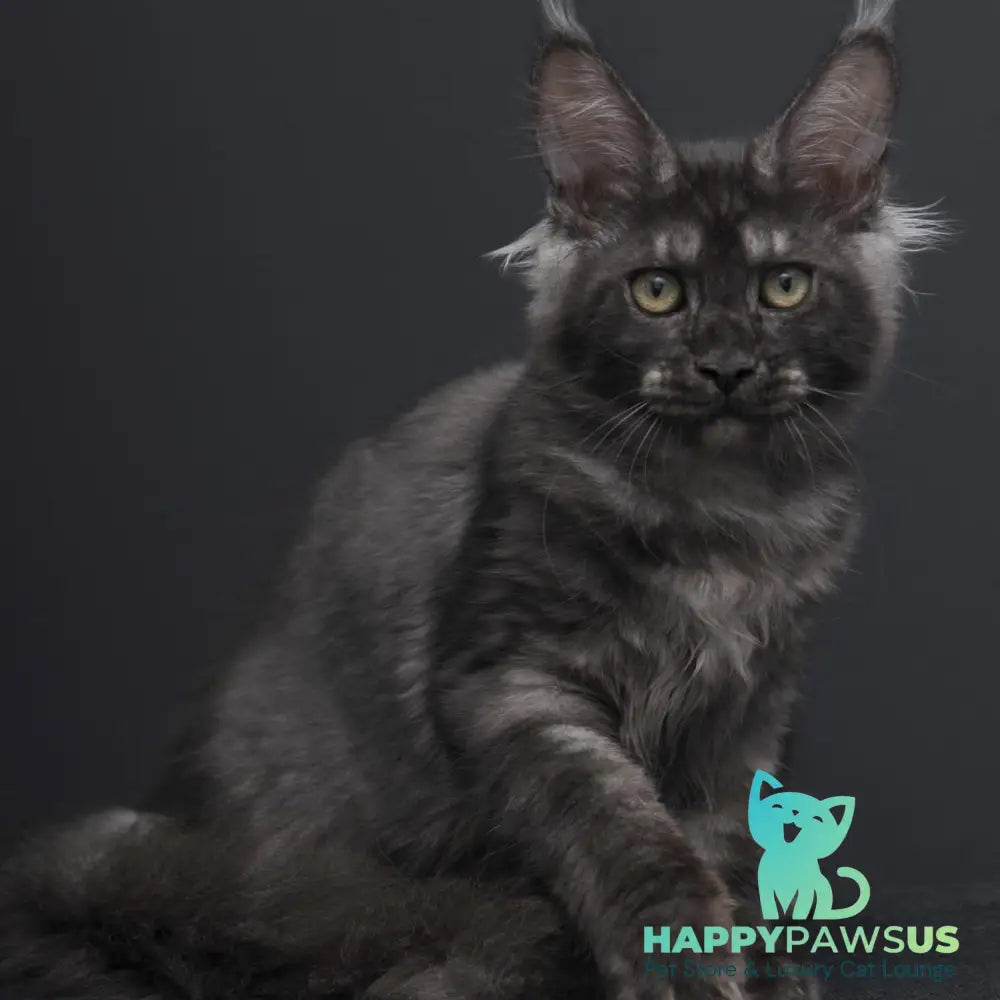 Nevada Maine Coon female black silver - live animals