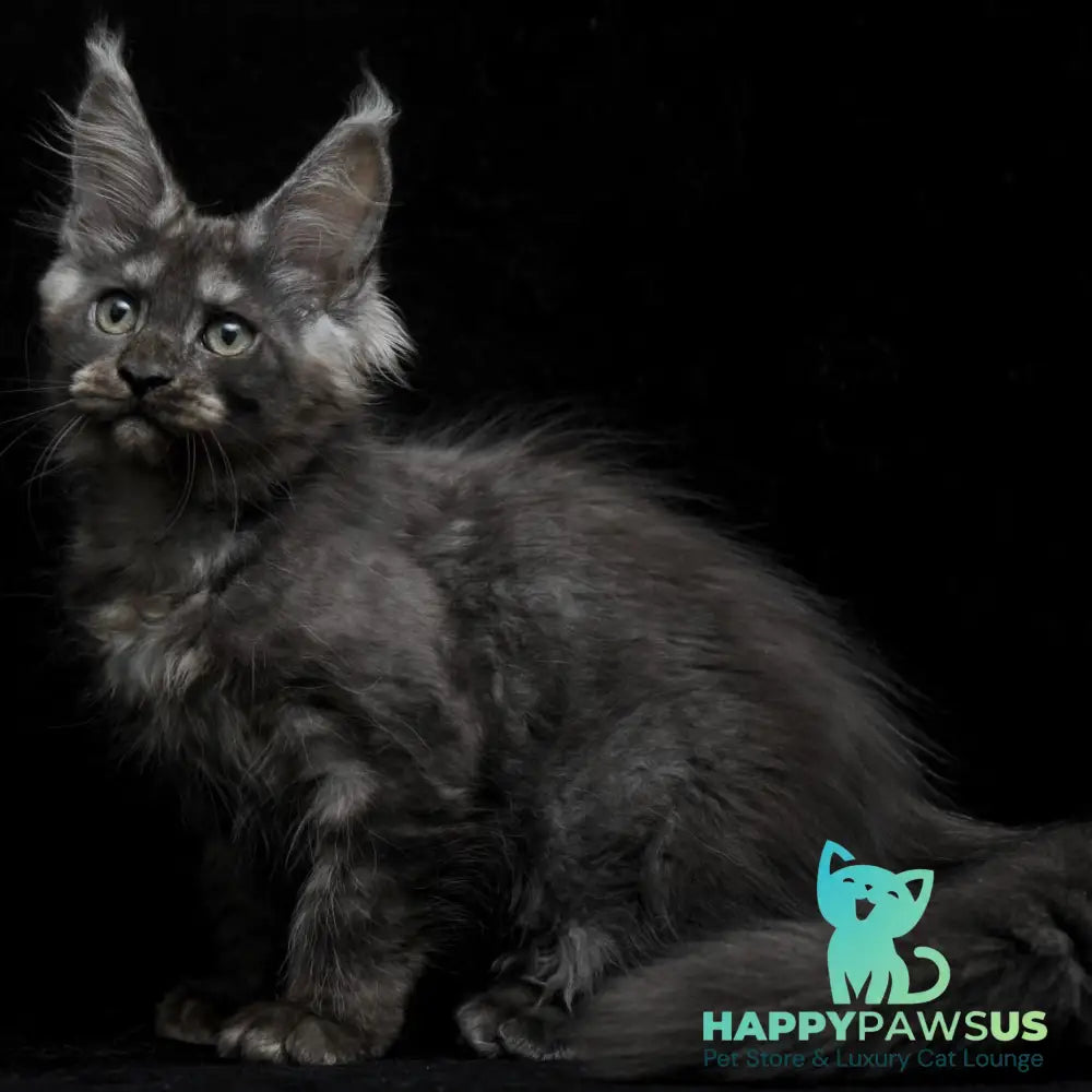 Nevada Maine Coon female black silver - live animals
