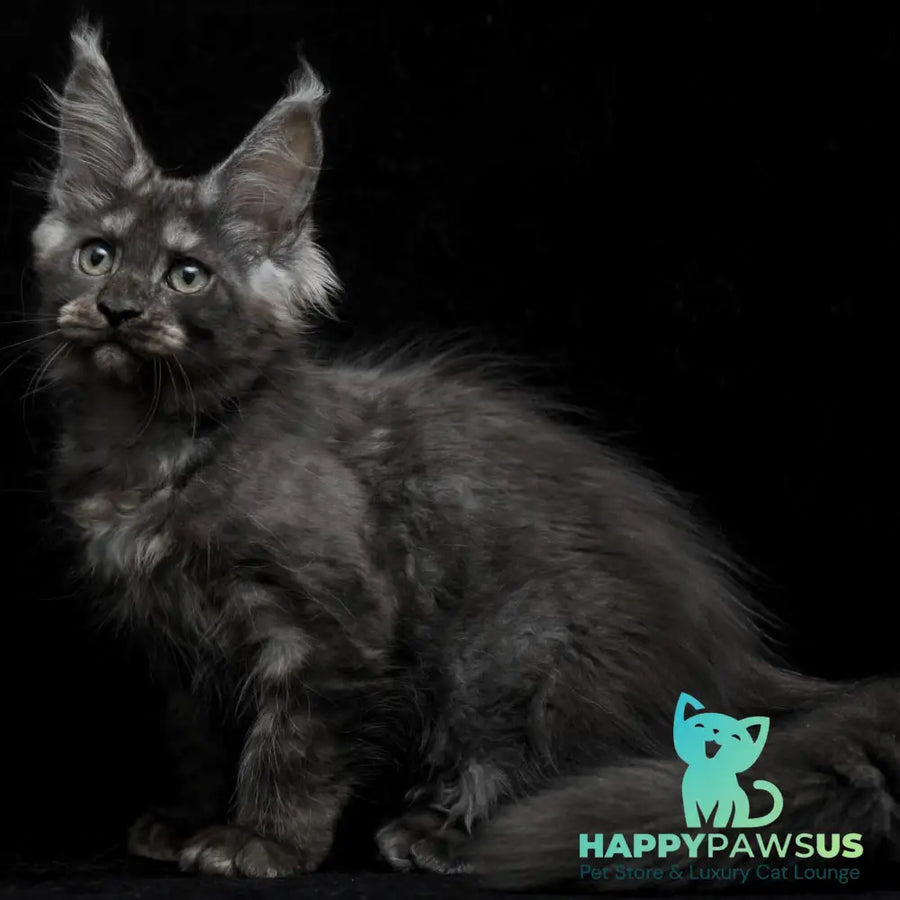 Nevada Maine Coon female black silver - live animals