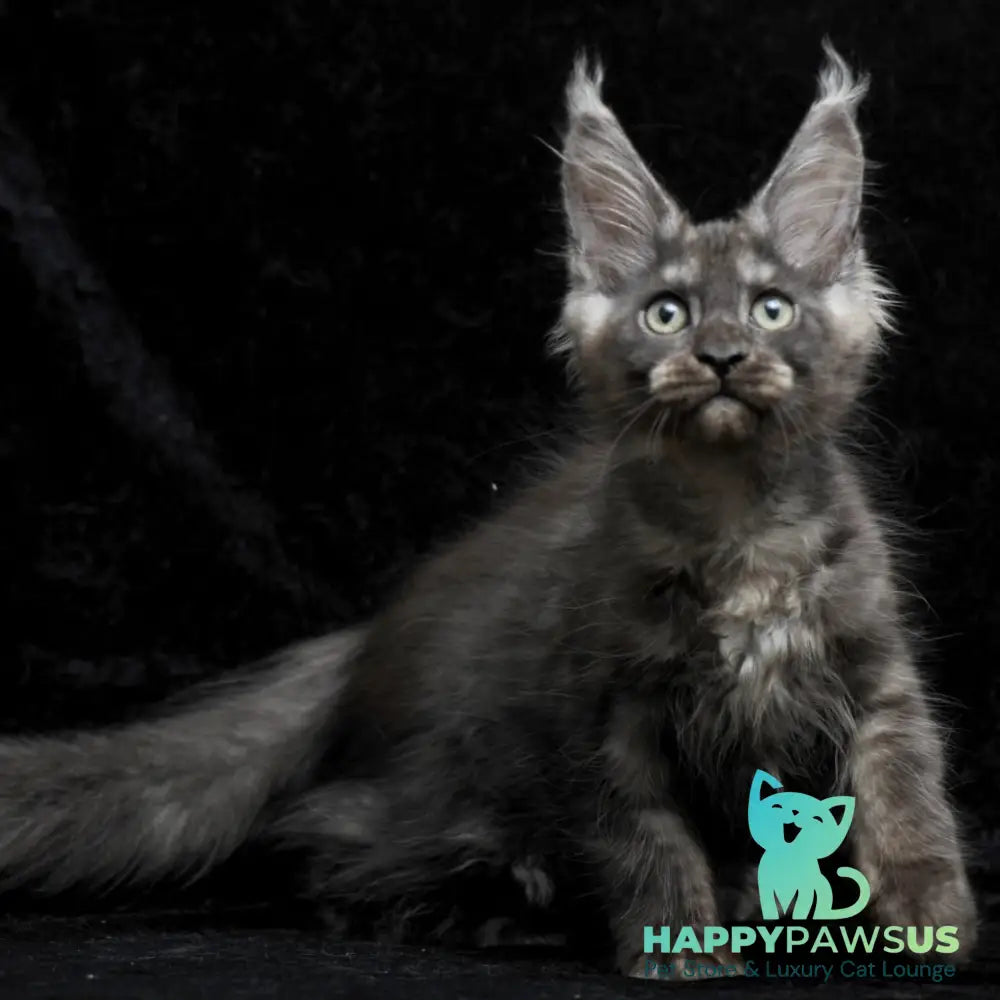 Nevada Maine Coon female black silver - live animals