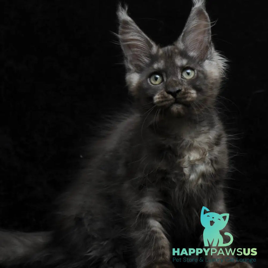 Nevada Maine Coon female black silver - live animals
