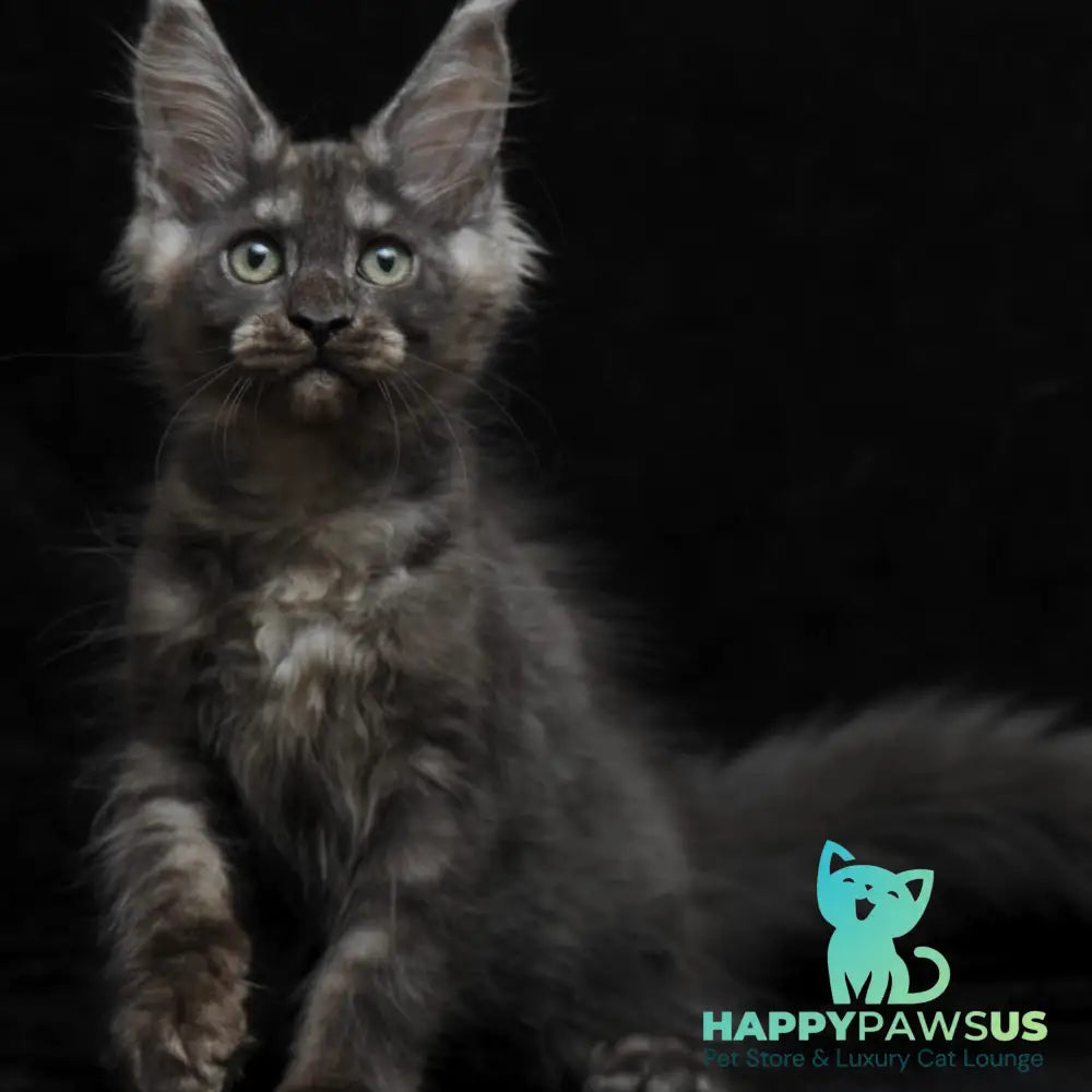 Nevada Maine Coon female black silver - live animals