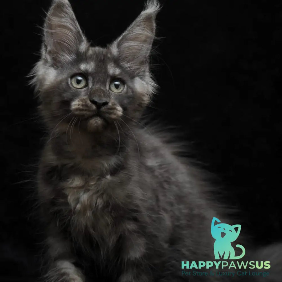 Nevada Maine Coon female black silver - live animals