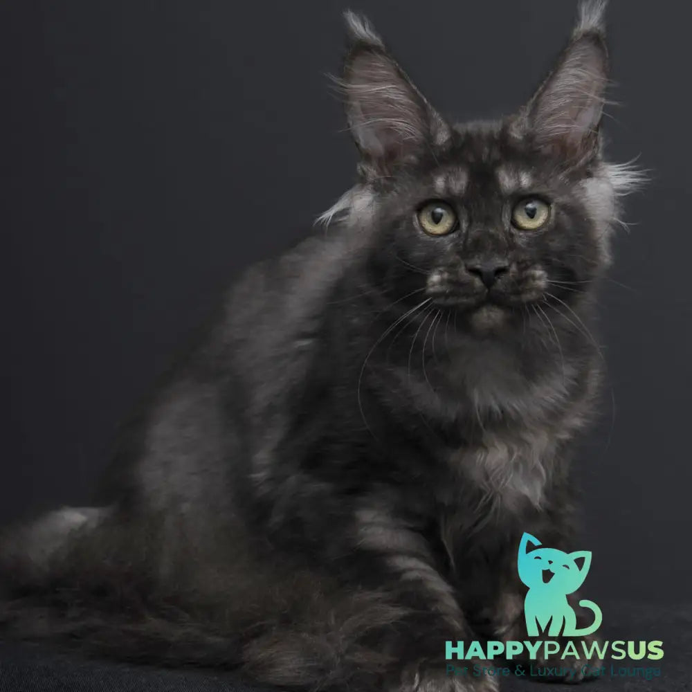 Nevada Maine Coon female black silver - live animals