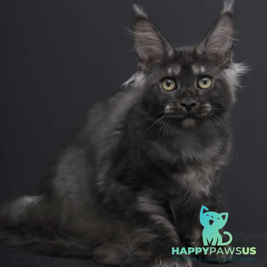 Nevada Maine Coon female black silver - live animals