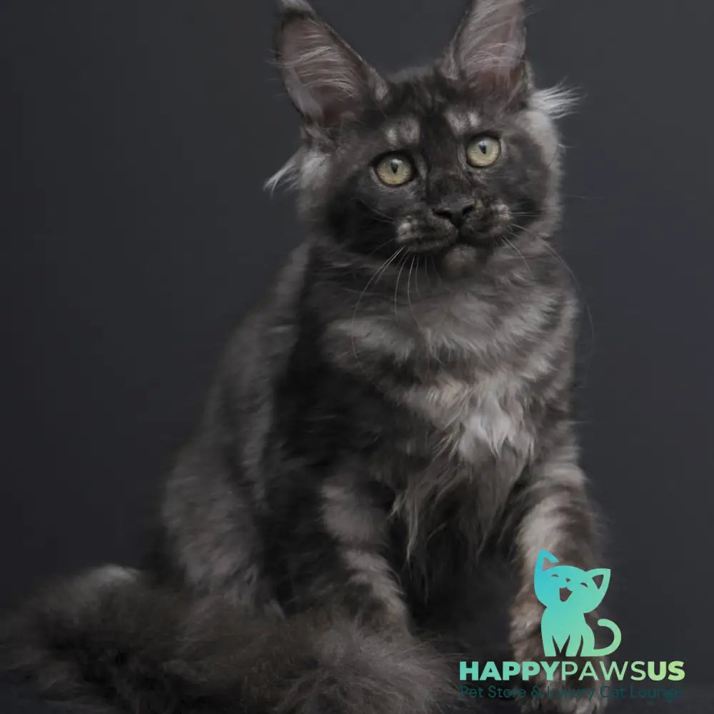 Nevada Maine Coon female black silver - live animals