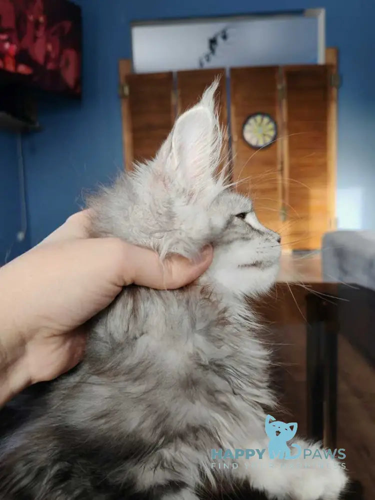 Nevada Maine Coon female black silver tabby live animals