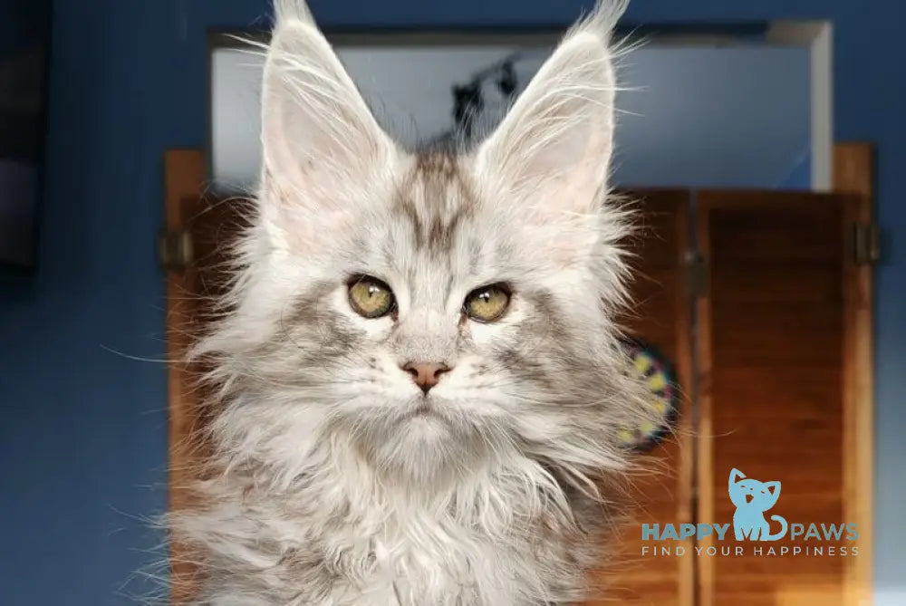 Nevada Maine Coon female black silver tabby live animals