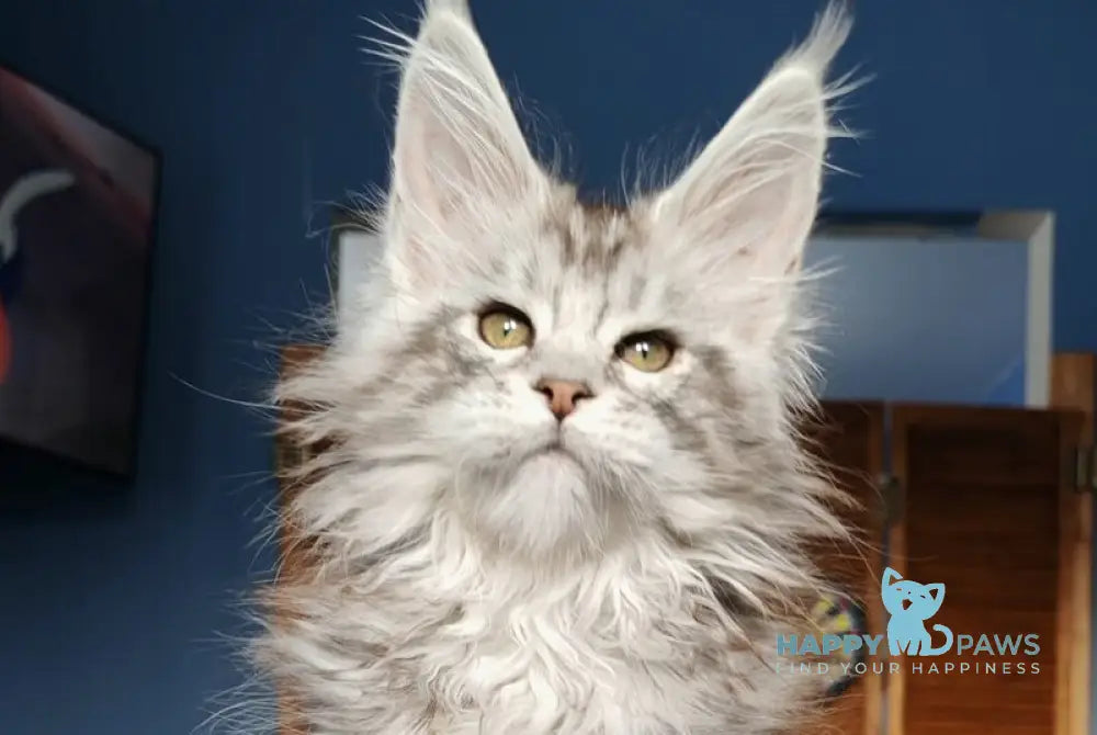 Nevada Maine Coon female black silver tabby live animals