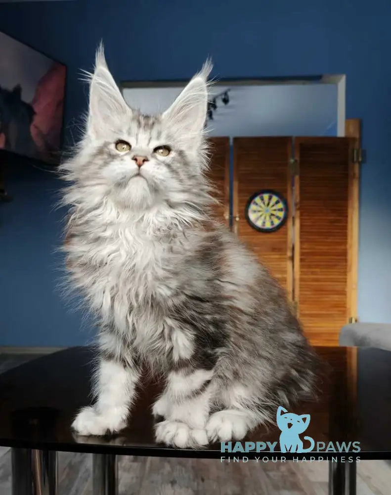 Nevada Maine Coon female black silver tabby live animals