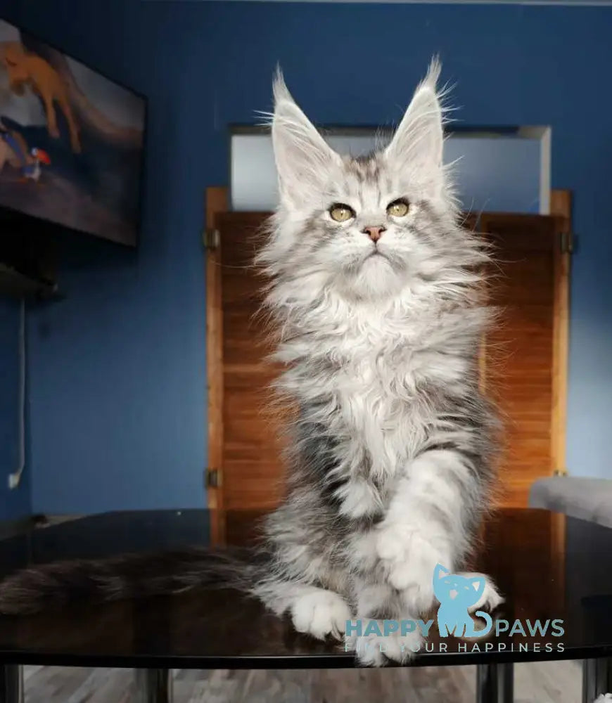Nevada Maine Coon female black silver tabby live animals