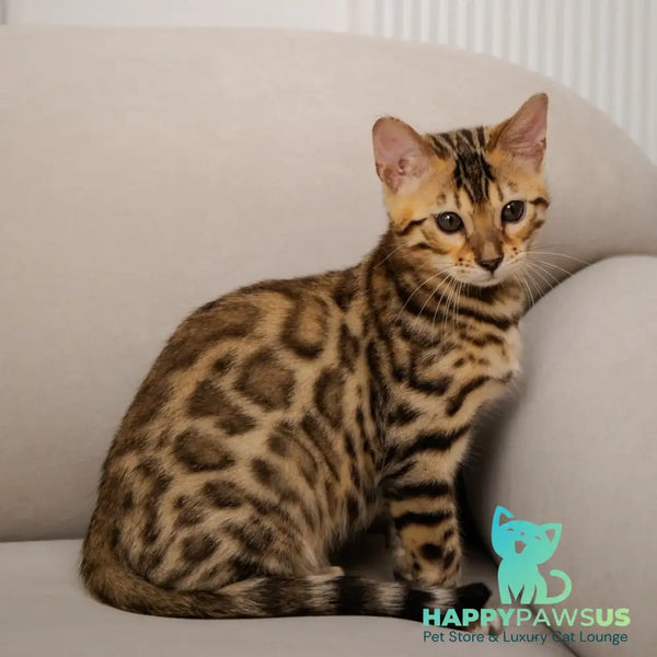 Newton Bengal male black spotted tabby - live animals