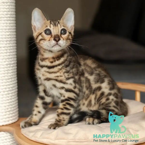Newton Bengal male black spotted tabby - live animals