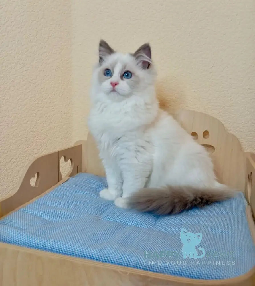 Newton Ragdoll male blue bicolour live animals