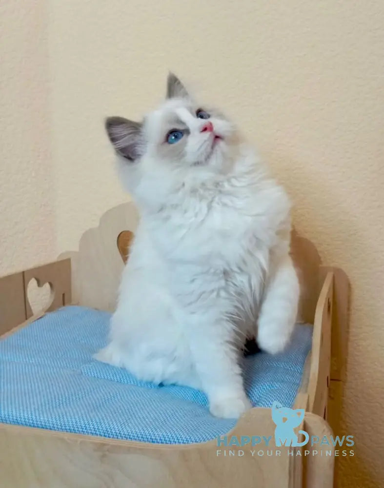 Newton Ragdoll male blue bicolour live animals