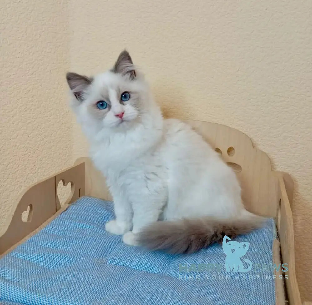Newton Ragdoll male blue bicolour live animals