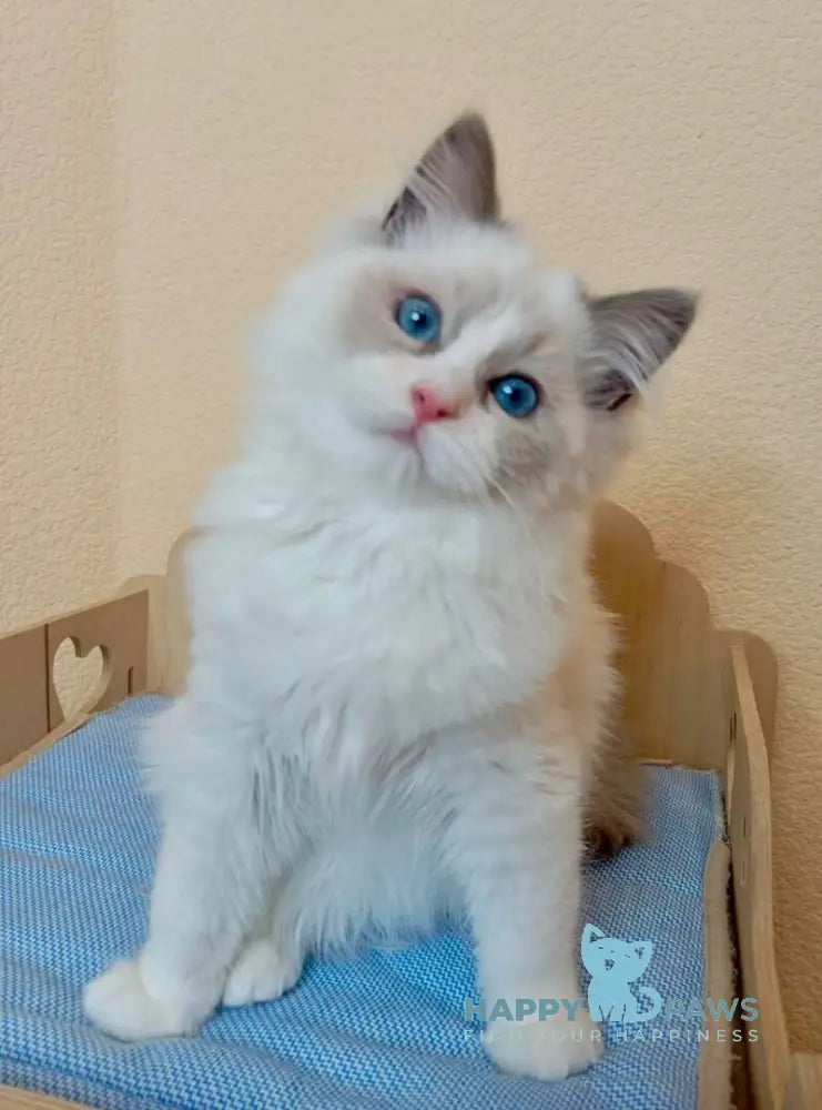 Newton Ragdoll male blue bicolour live animals