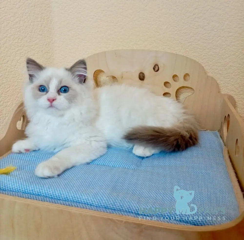 Newton Ragdoll male blue bicolour live animals