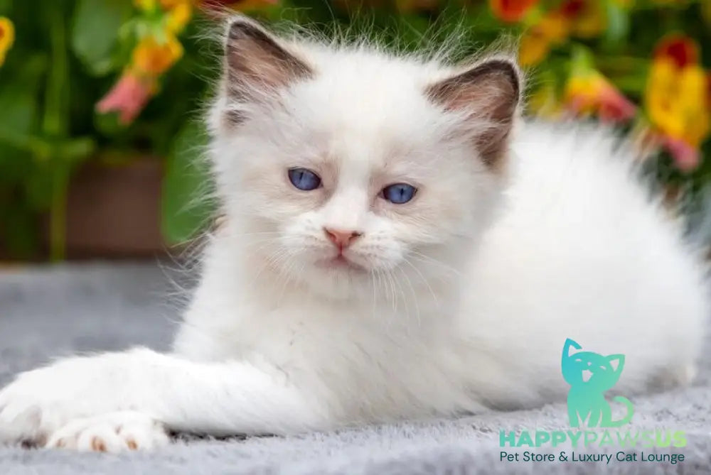 Newton Ragdoll male seal bicolour - live animals