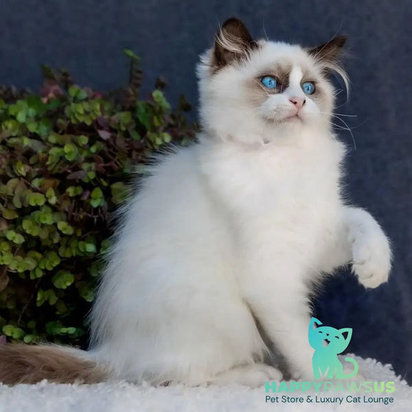 Newton Ragdoll male seal bicolour - live animals