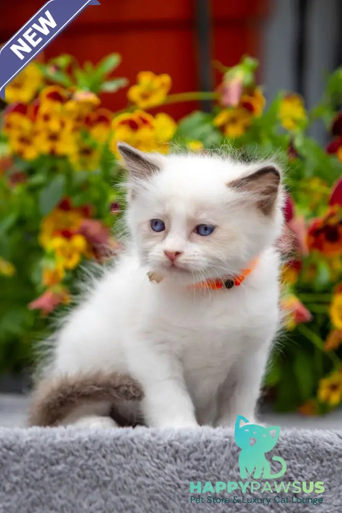 Newton Ragdoll male seal bicolour - live animals