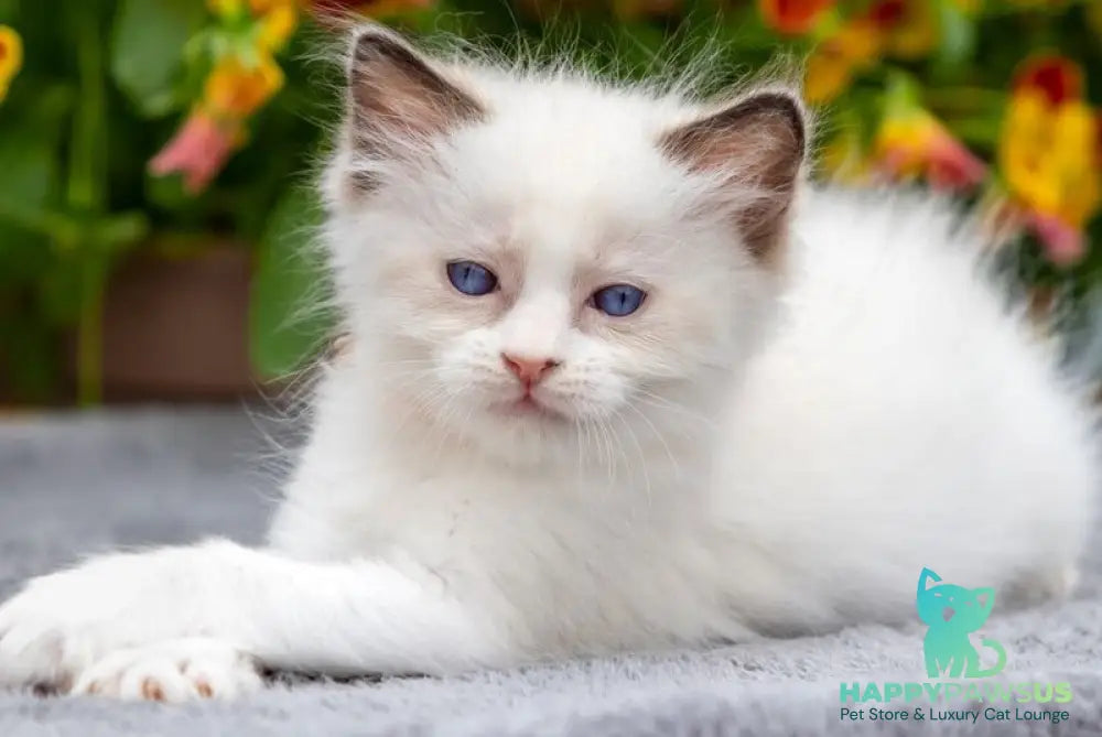 Newton Ragdoll male seal bicolour - live animals