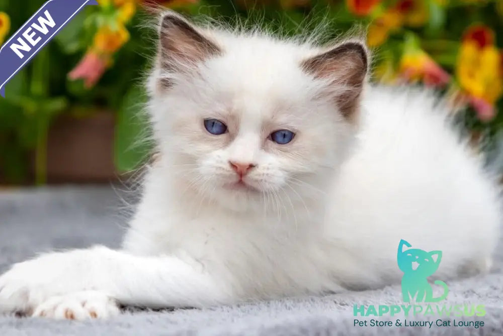 Newton Ragdoll male seal bicolour - live animals