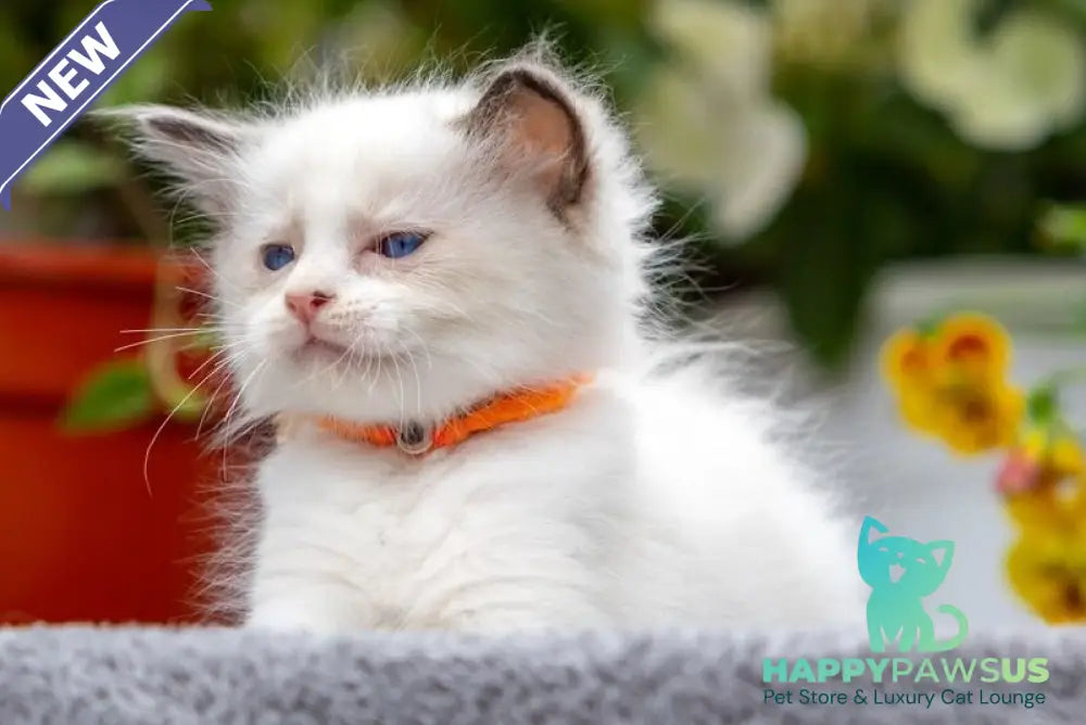 Newton Ragdoll male seal bicolour - live animals