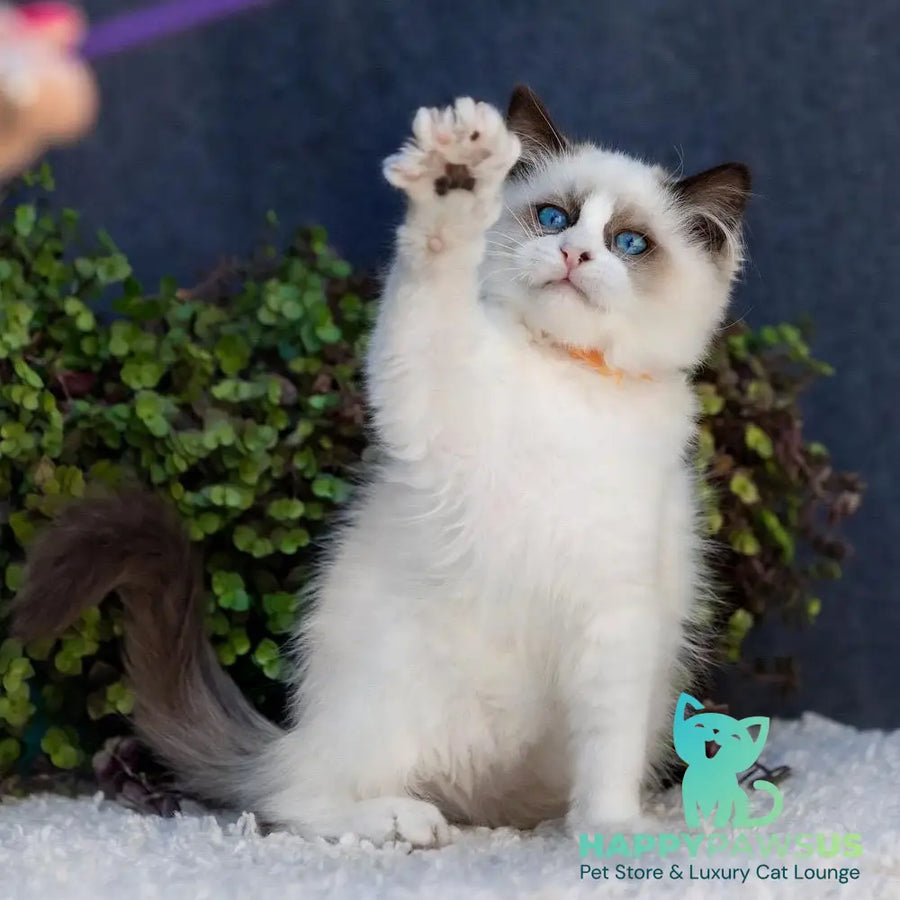 Newton Ragdoll male seal bicolour - live animals