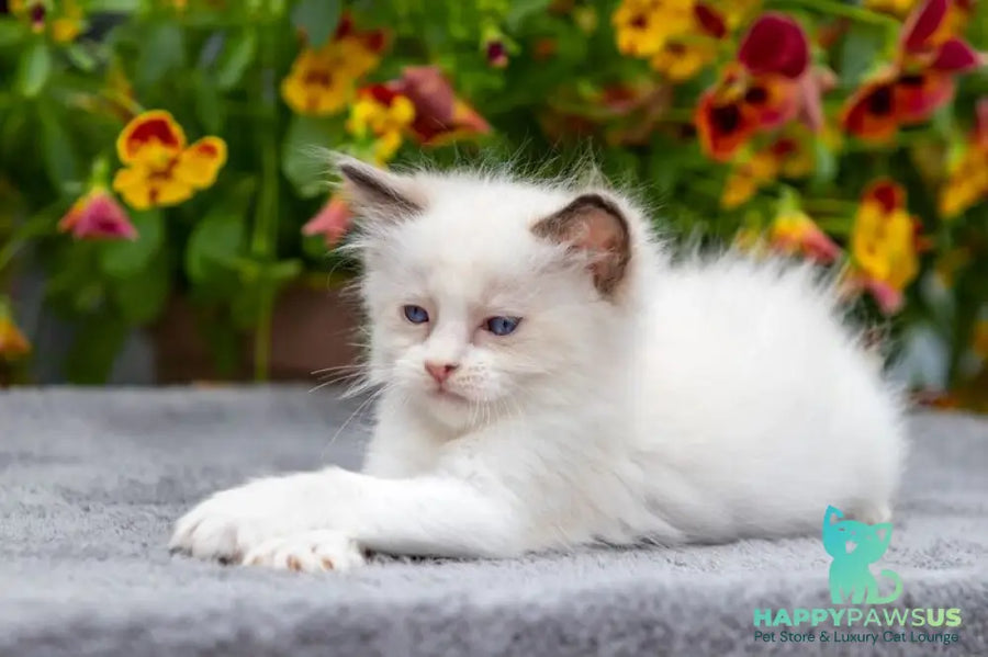 Newton Ragdoll male seal bicolour - live animals