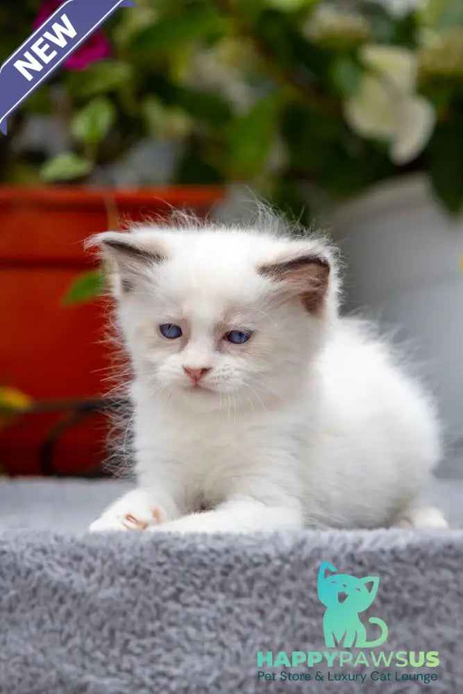 Newton Ragdoll male seal bicolour - live animals