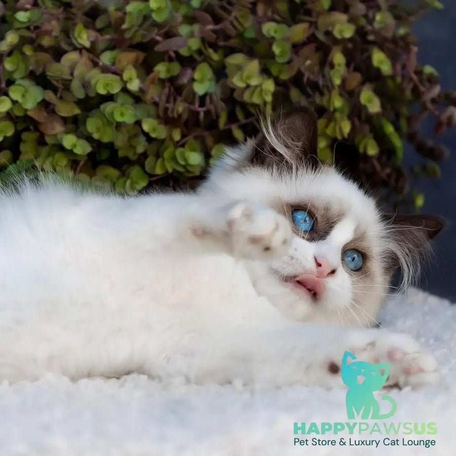 Newton Ragdoll male seal bicolour - live animals