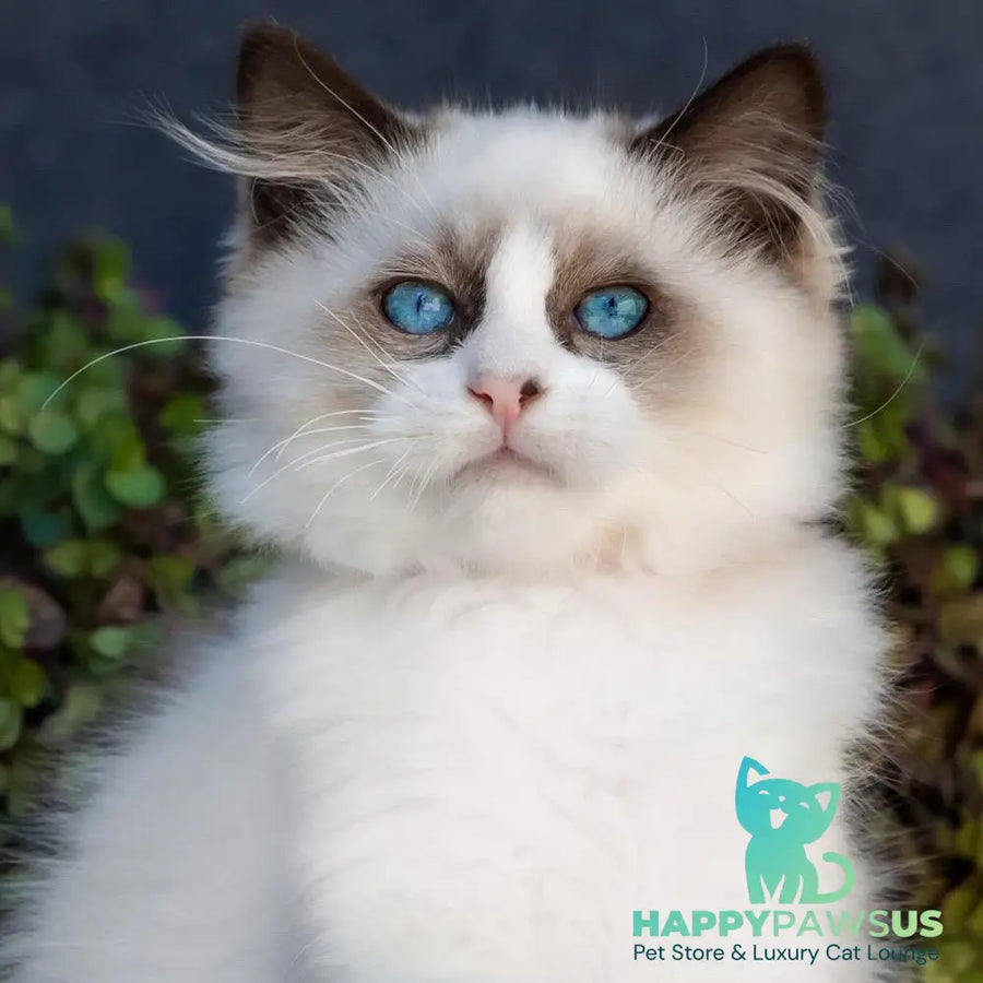 Newton Ragdoll male seal bicolour - live animals