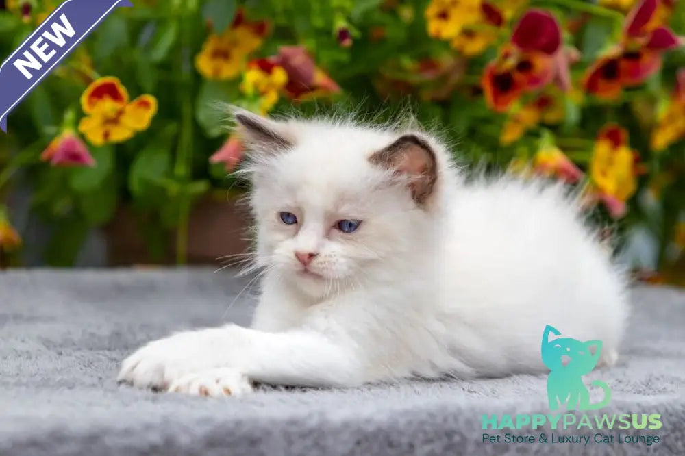 Newton Ragdoll male seal bicolour - live animals