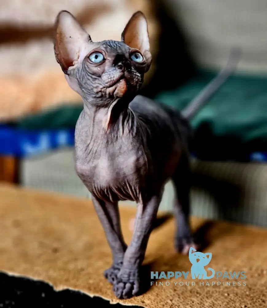 Next Canadian Sphynx male black with white