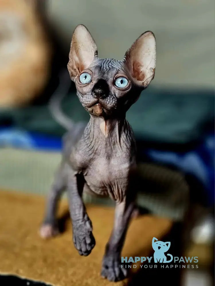 Next Canadian Sphynx male black with white